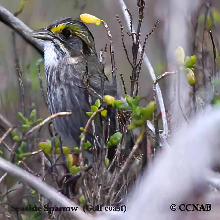 Seaside Sparrow