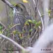 Seaside Sparrow (Gulf coast) range map
