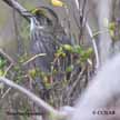 Seaside Sparrow (Gulf coast)