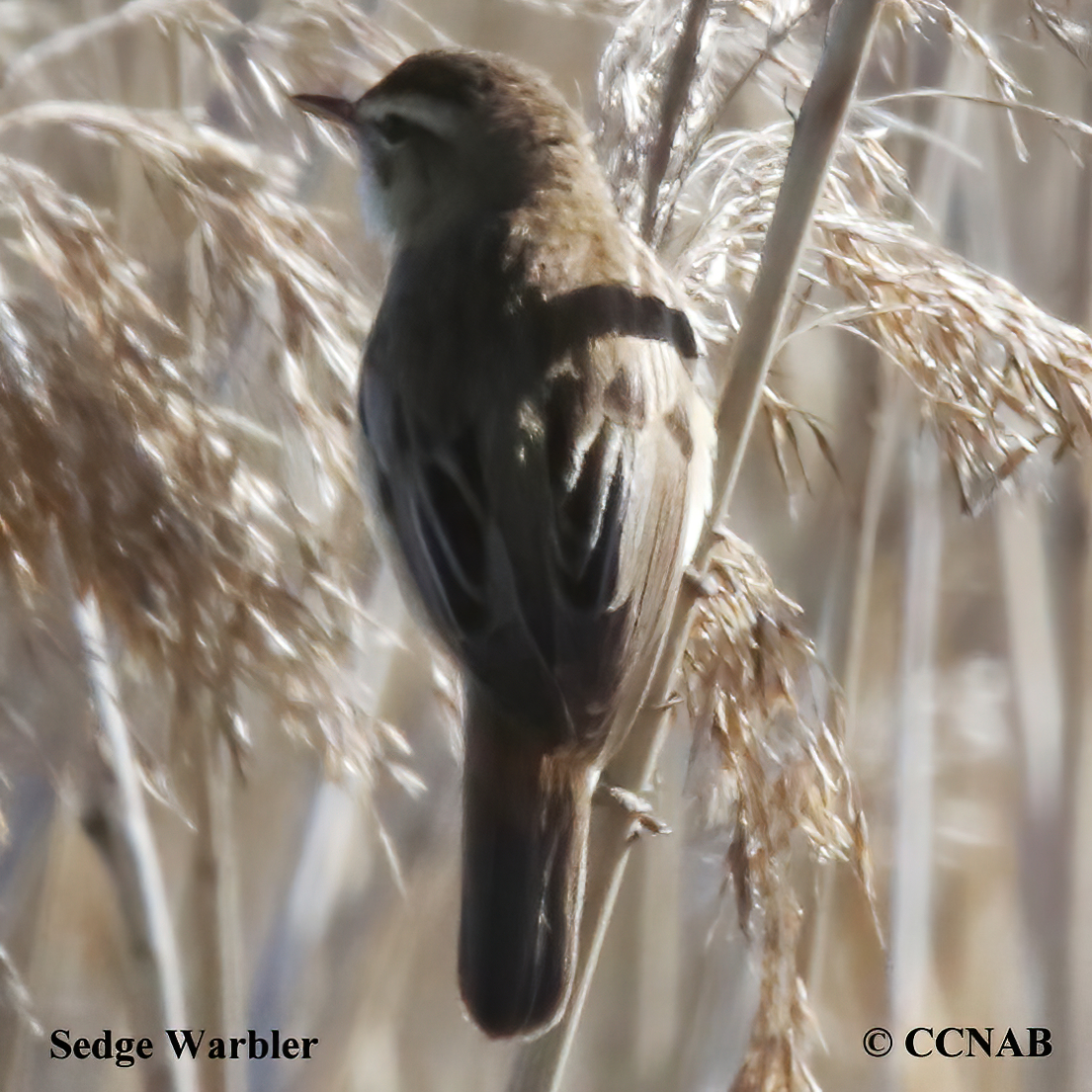 Sedge Warbler