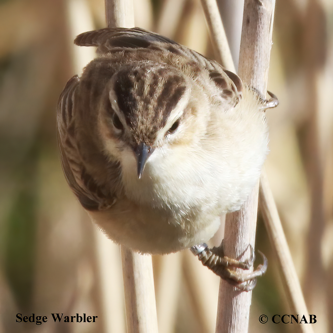 Sedge Warbler