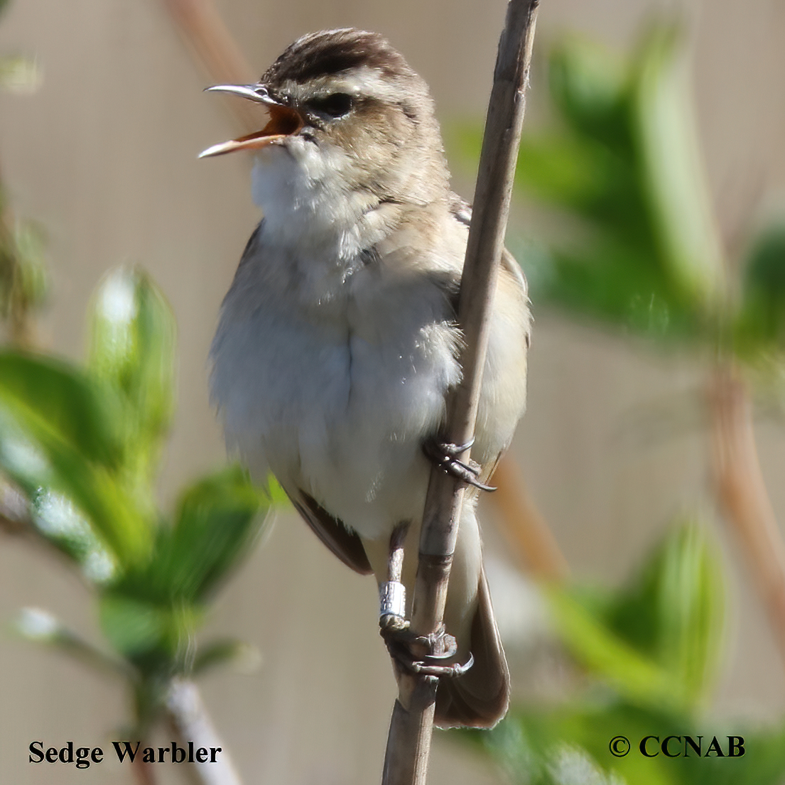 Sedge Warbler