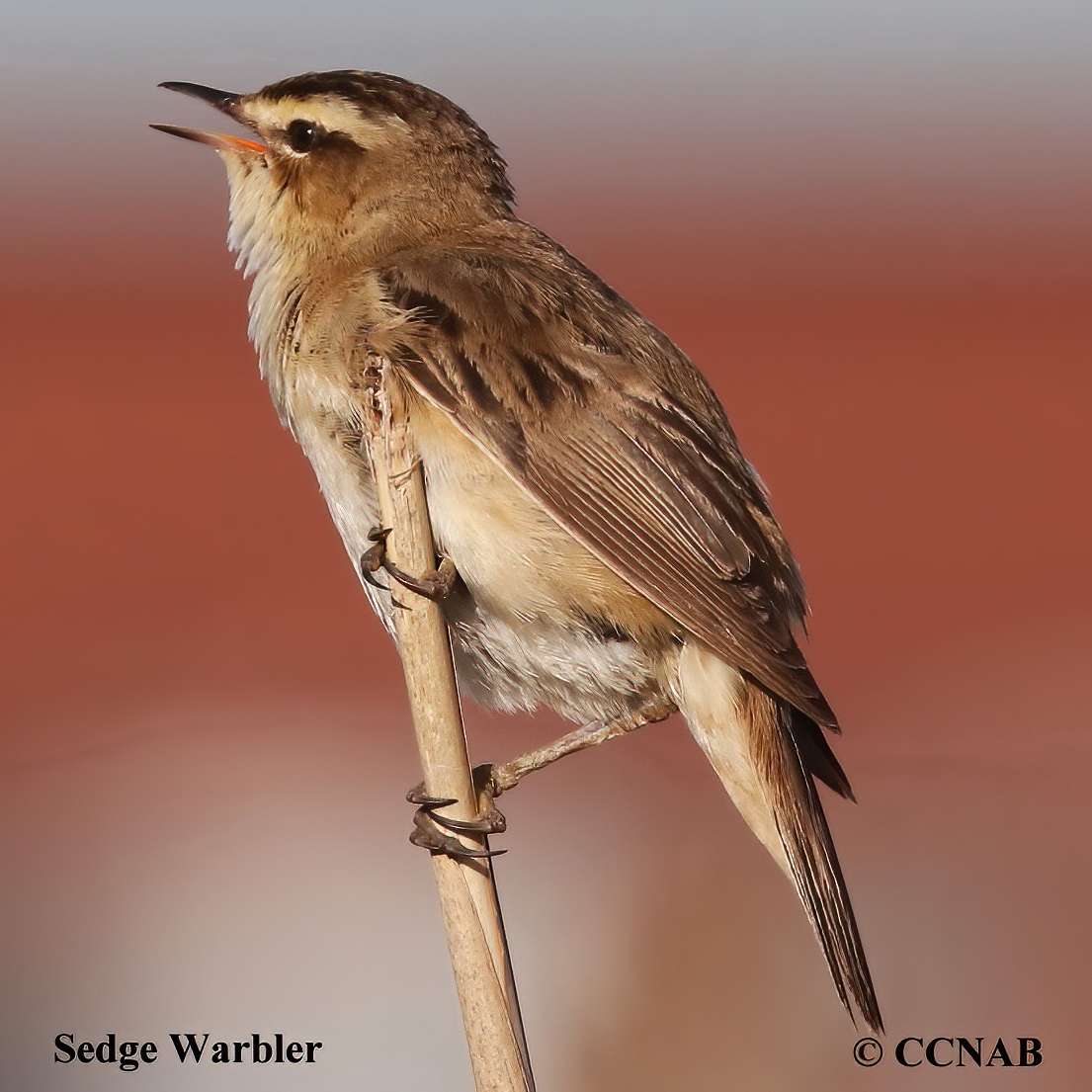 Sedge Warbler