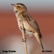 Sedge Warbler range map