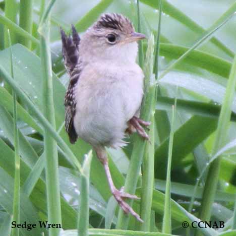 Sedge Wren