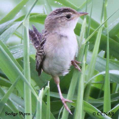 Sedge Wren