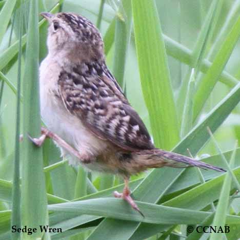 Sedge Wren