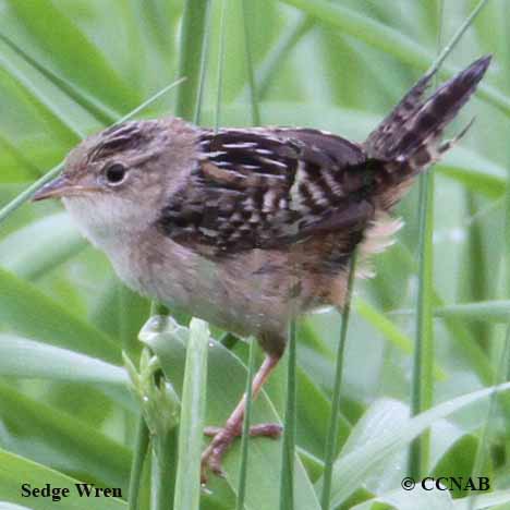 Birds of North America