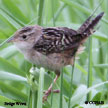 Sedge Wren range map