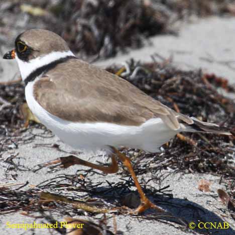 Semipalmated Plover