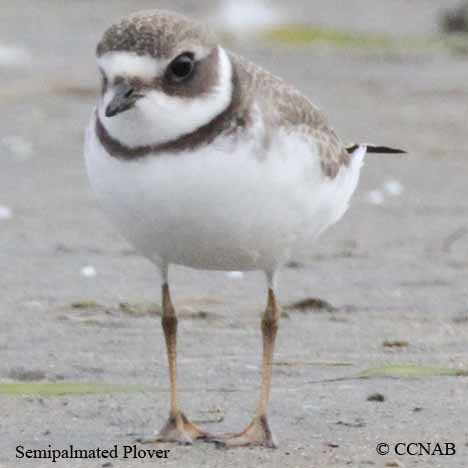 Semipalmated Plover