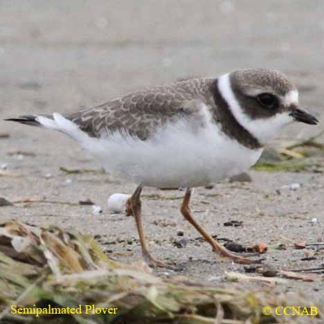 Semipalmated Plover