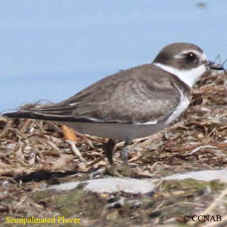 Semipalmated Plover