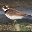 Semipalmated Plover range map