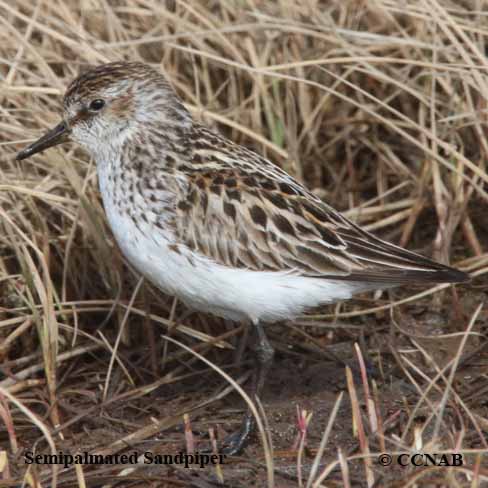 Semipalmated Sandpiper