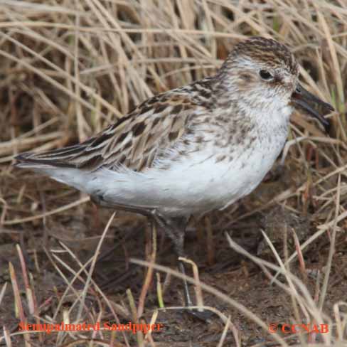 Semipalmated Sandpiper