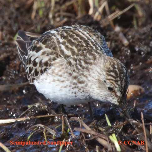 Semipalmated Sandpiper