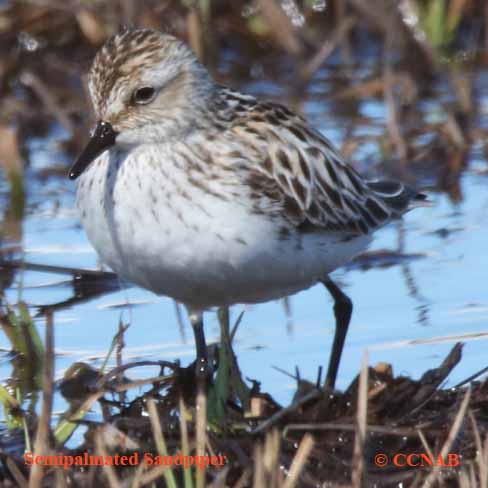 Semipalmated Sandpiper