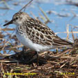 Semipalmated Sandpiper range map