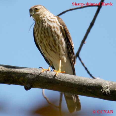 Sharp-shinned Hawk