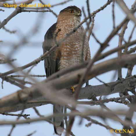 Sharp-shinned Hawk