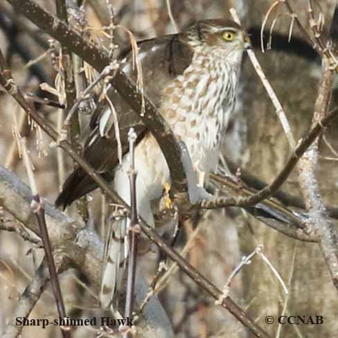 Sharp-shinned Hawk