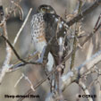 Sharp-shinned Hawk range map