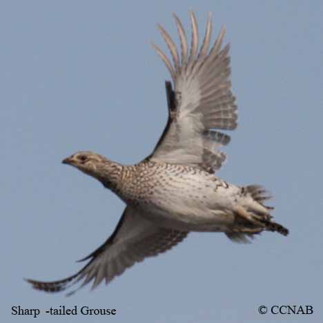 Sharp-tailed Grouse