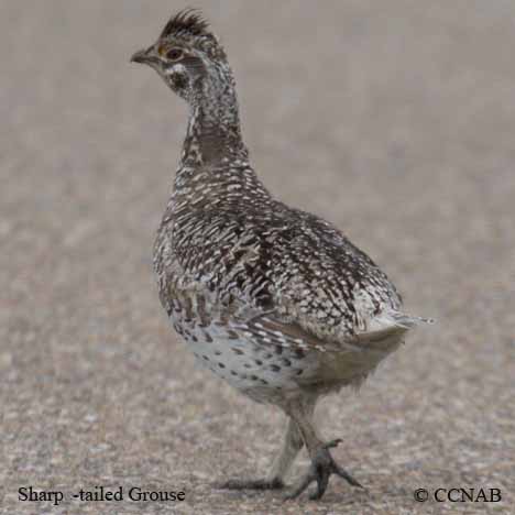 Sharp-tailed Grouse