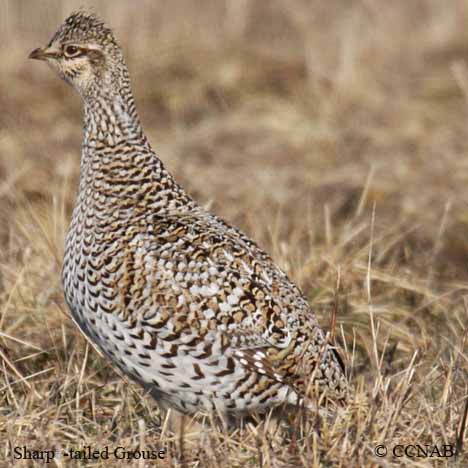 Sharp-tailed Grouse