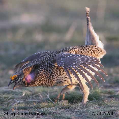 Sharp-tailed Grouse