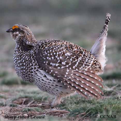 Sharp-tailed Grouse