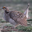 Sharp-tailed Grouse range map