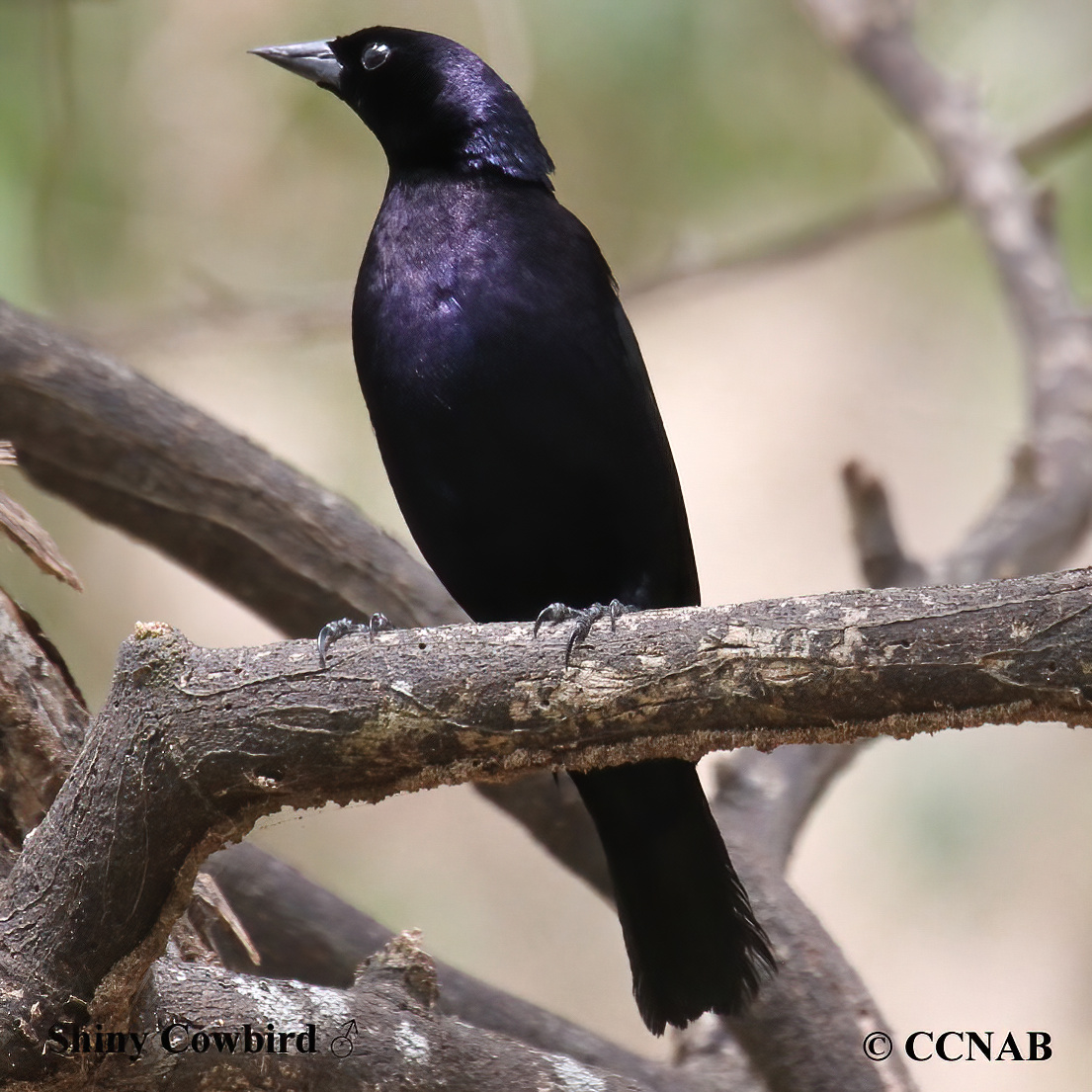 Shiny Cowbird