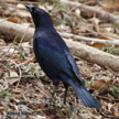 Shiny Cowbird