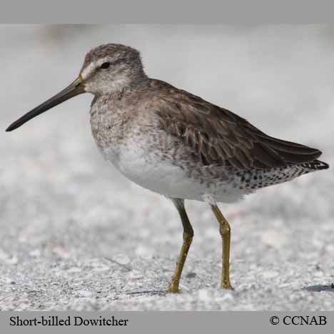 Short-billed Dowitcher