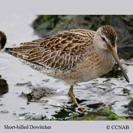 Short-billed Dowitcher