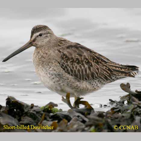 Short-billed Dowitcher