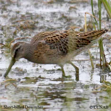 Short-billed Dowitcher