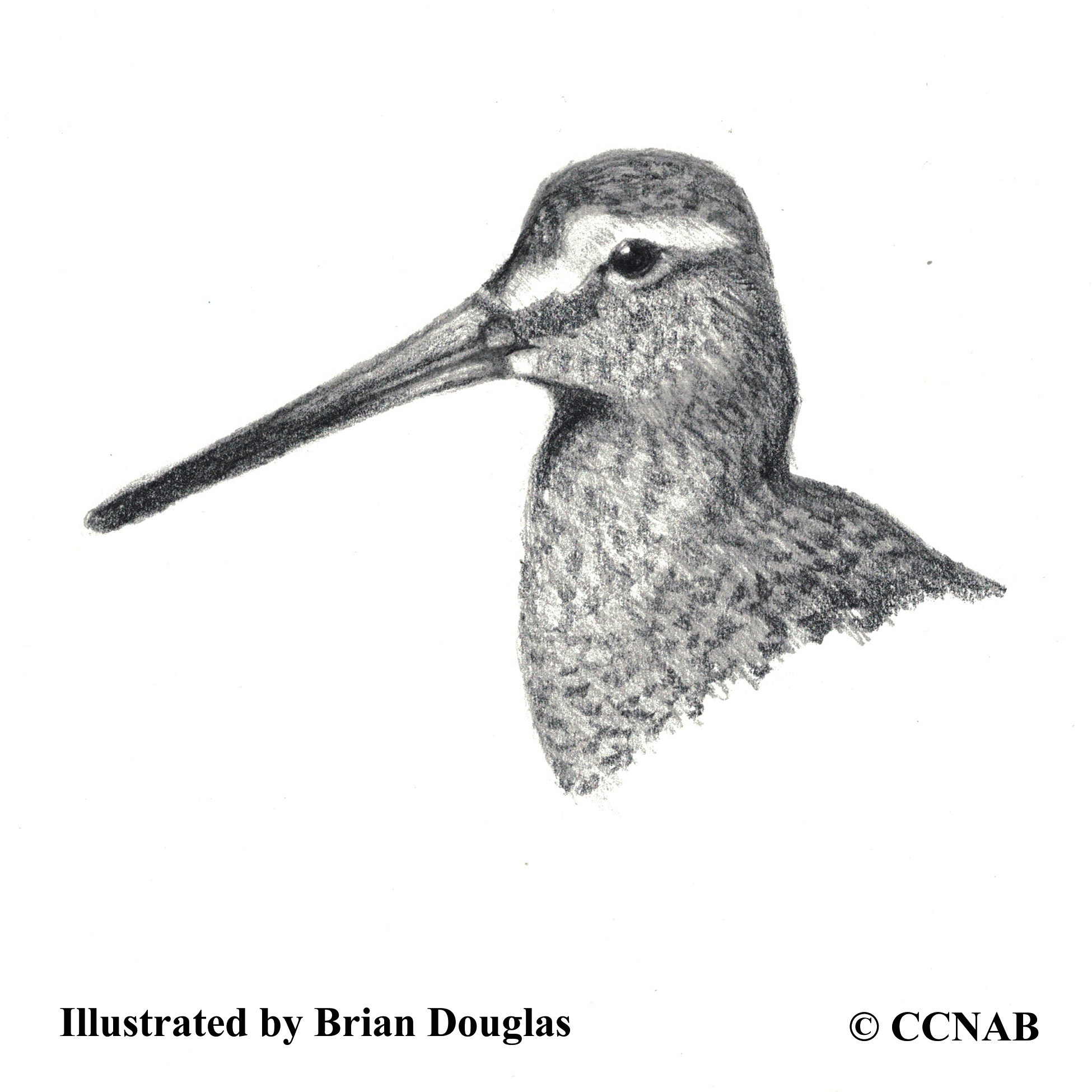 Short-billed Dowitcher