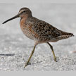 Short-billed Dowitcher range map