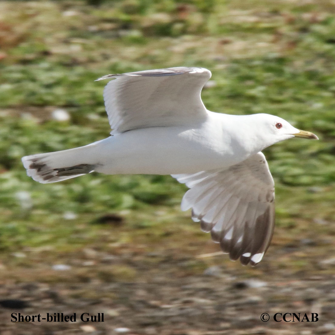 Short-billed Gull