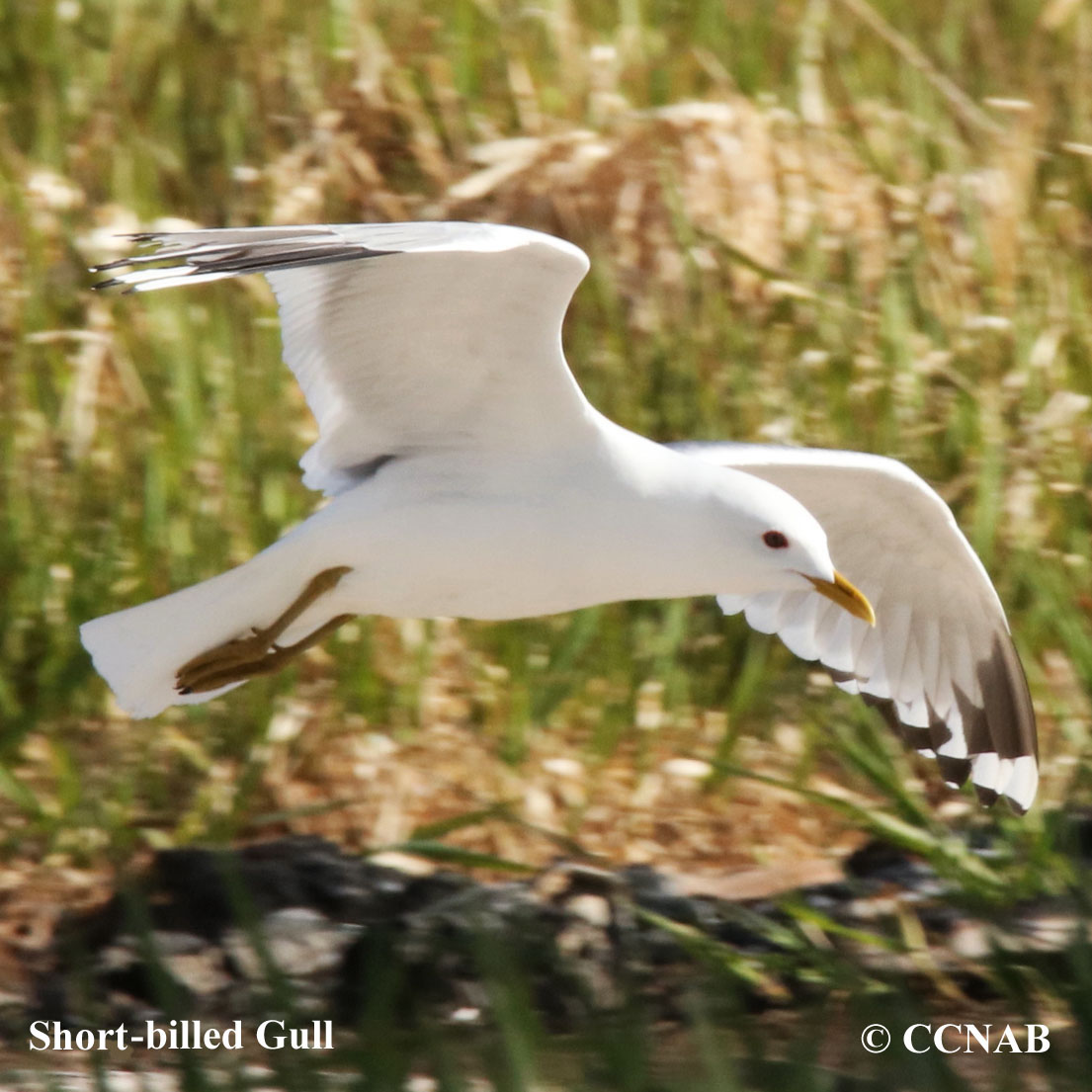 Short-billed Gull