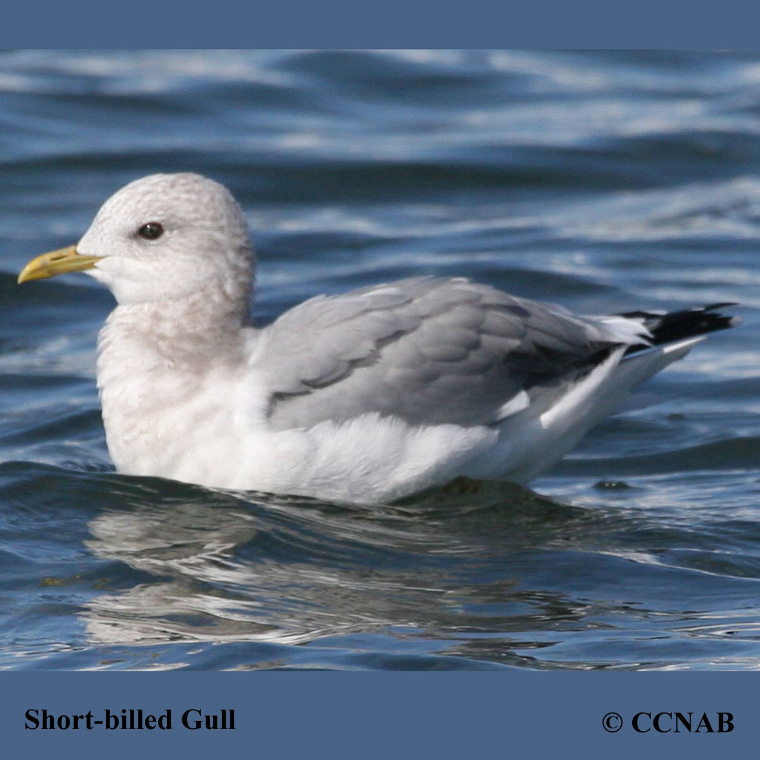 Short-billed Gull