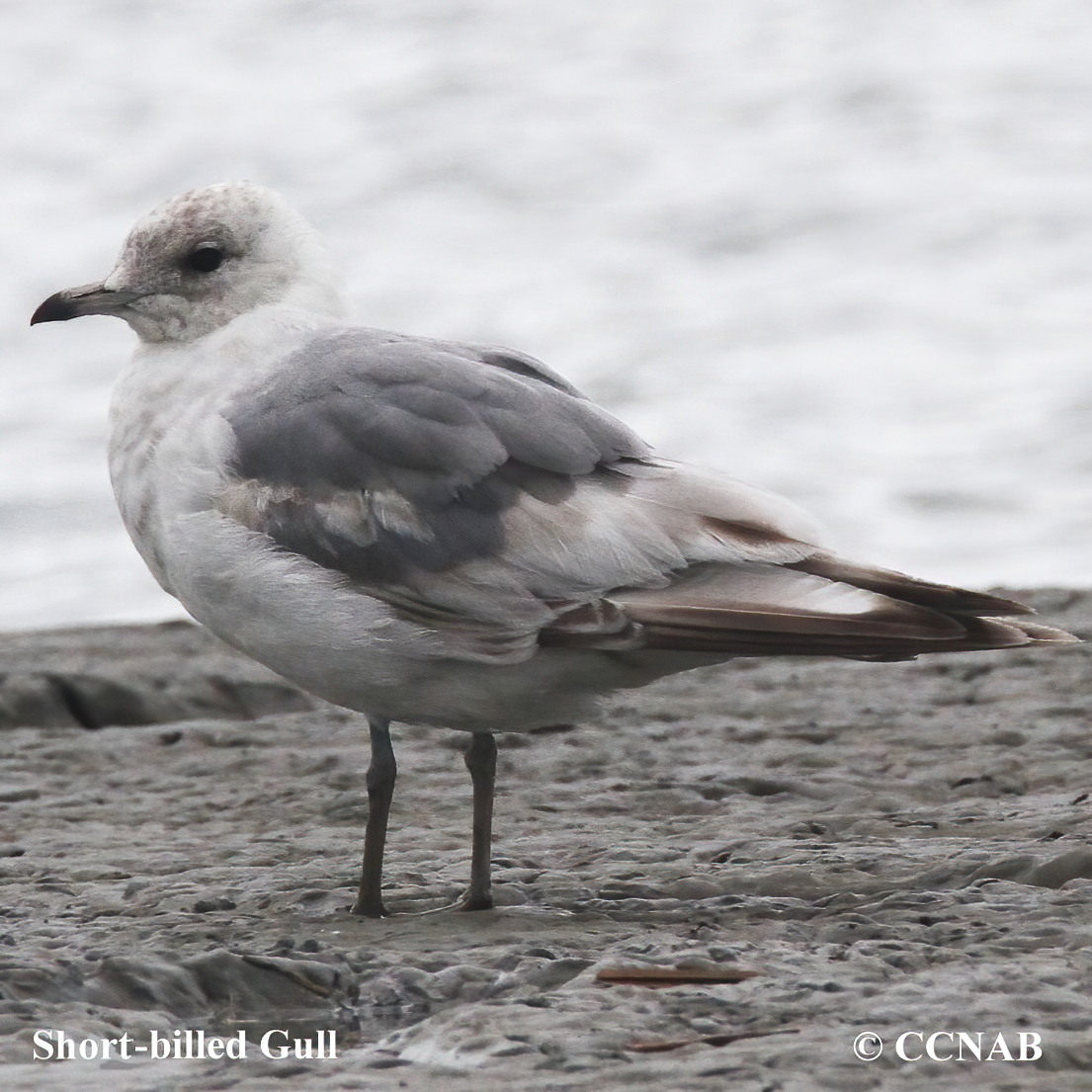 Short-billed Gull