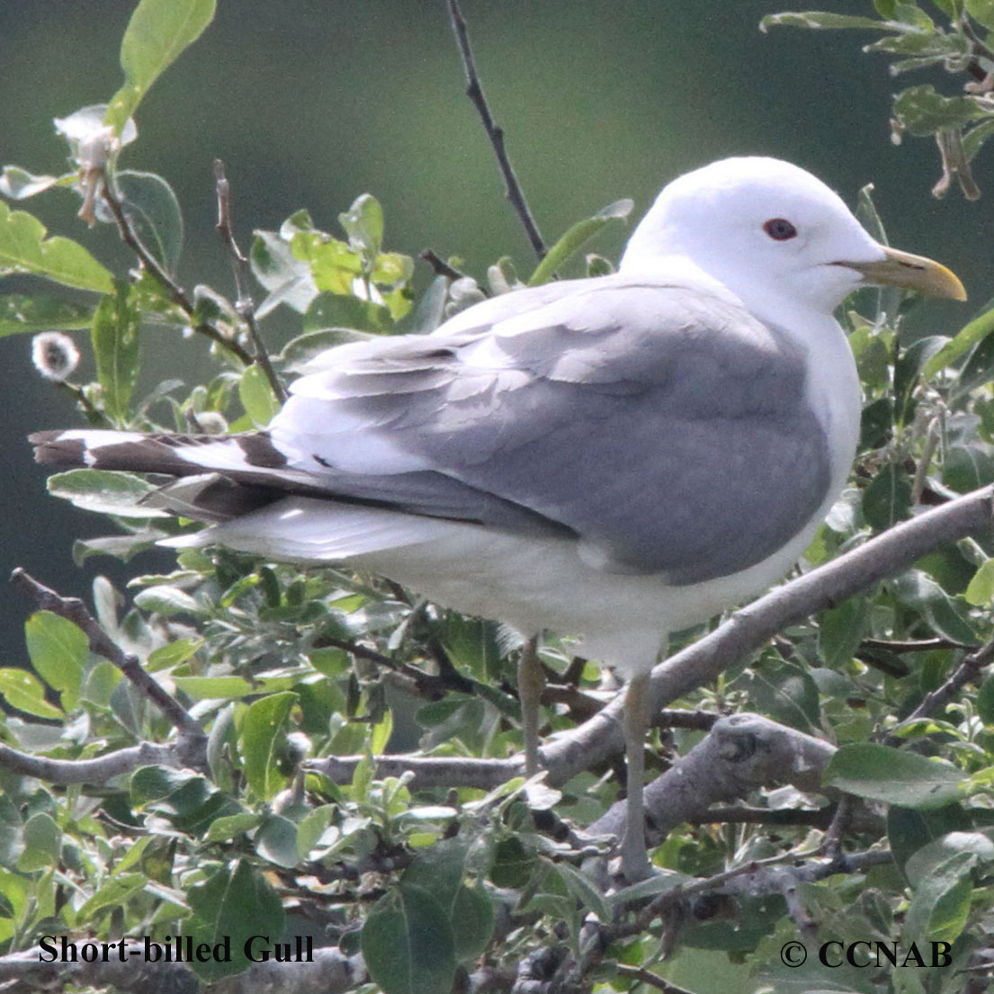 Short-billed Gull