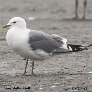 Short-billed Gull