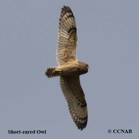 Short-eared Owl