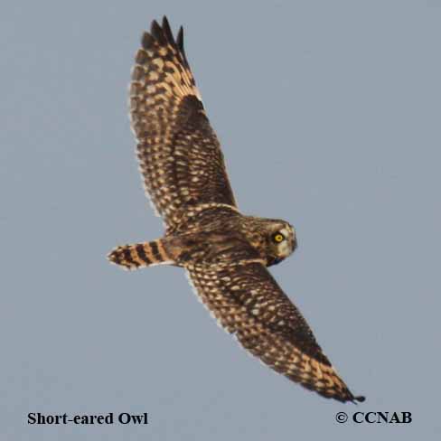 Short-eared Owl