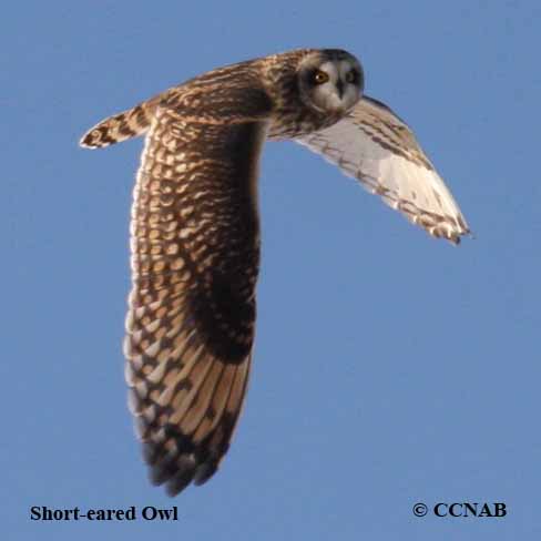 Short-eared Owl